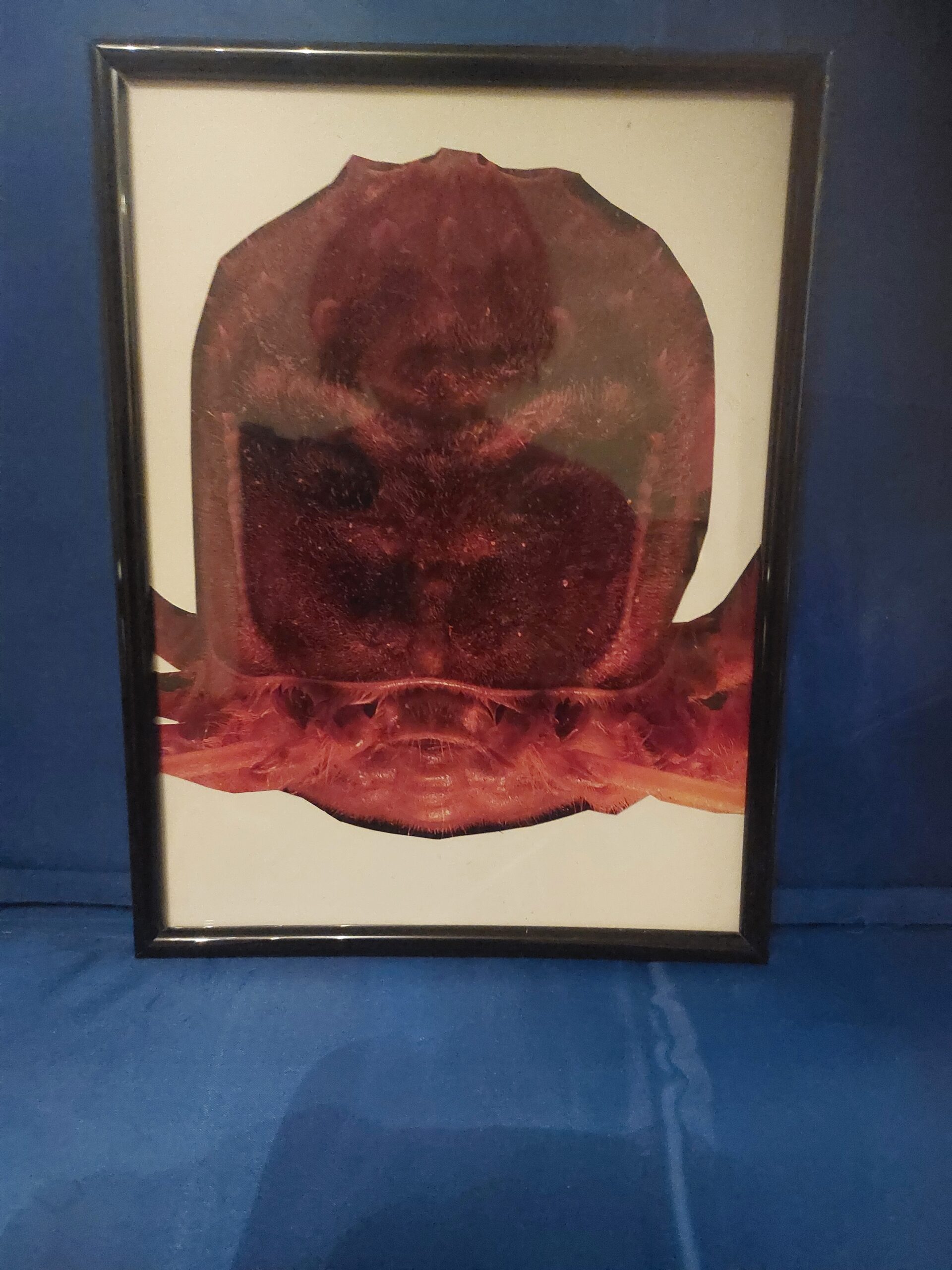 Collage Monstre de Martine Debair